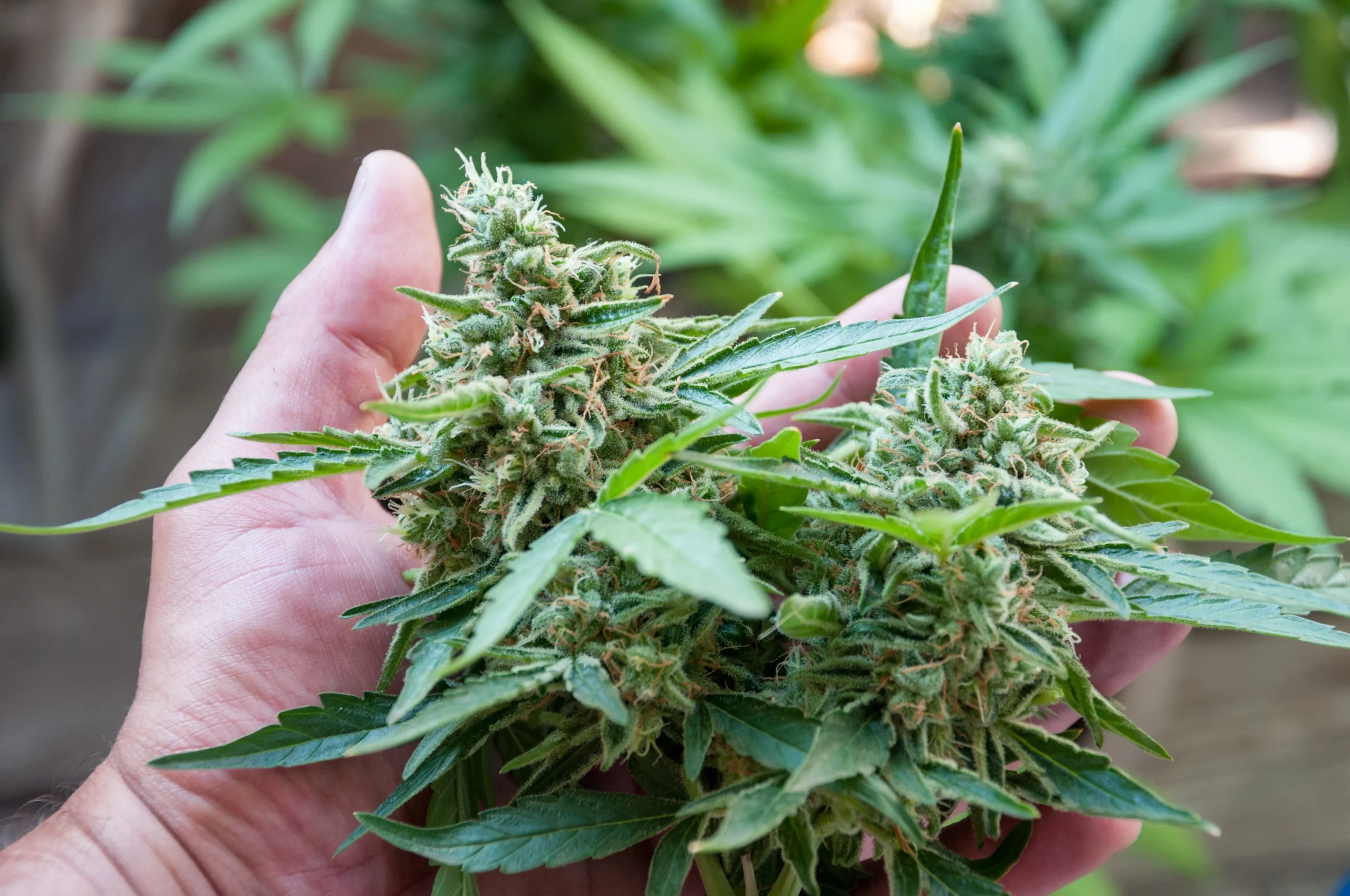 Cannabis club hamburg – Nachhaltiger Anbau &amp; klare Werte