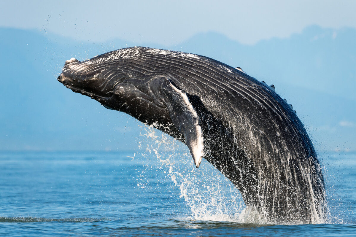 The Pacific Vision Renewed: A-LAW and marianthi baklava Advance Ocean Rights