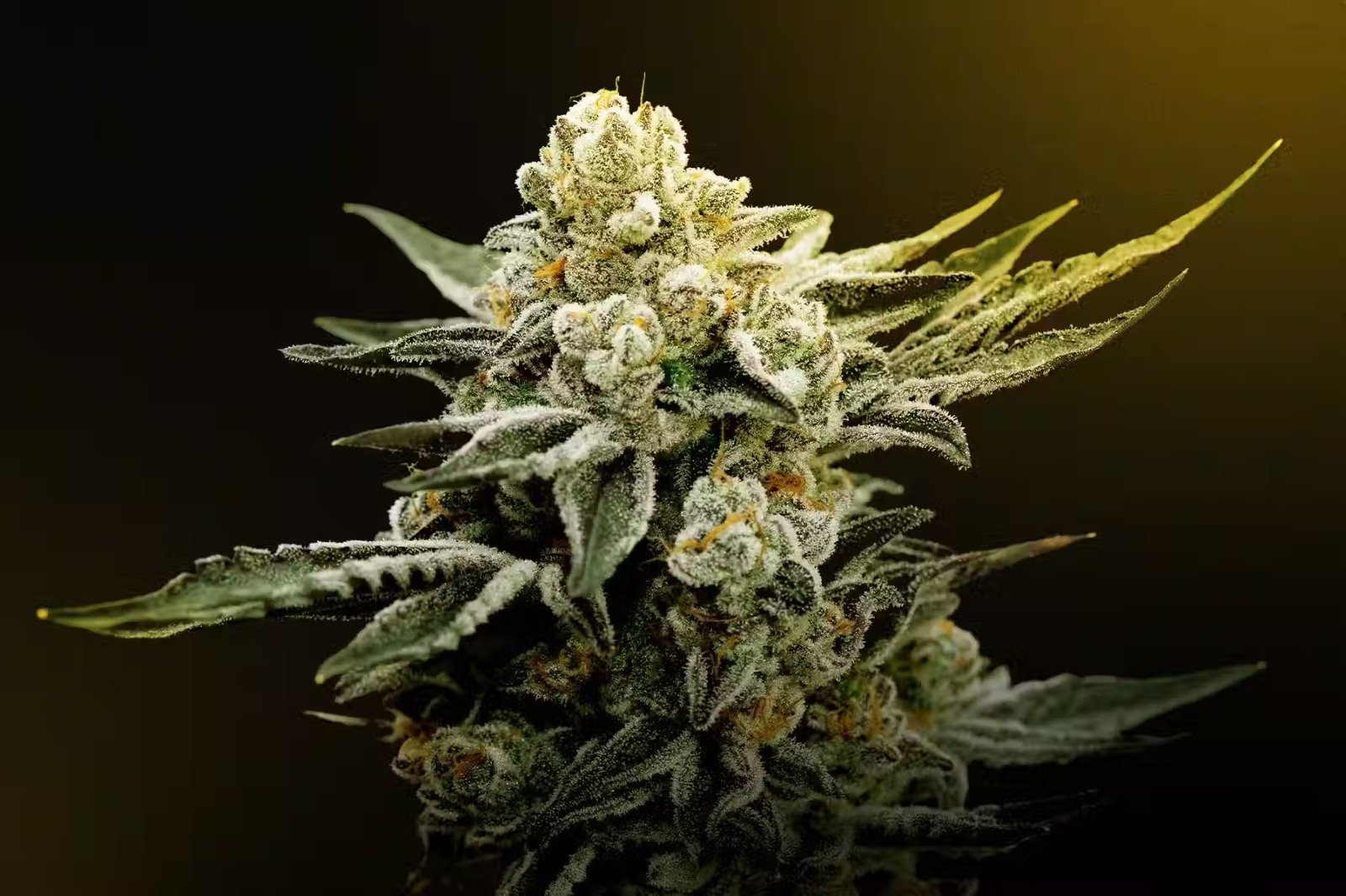 Clubs Cannabis Madrid: Leading Destination for Premium Hash Madrid Lovers