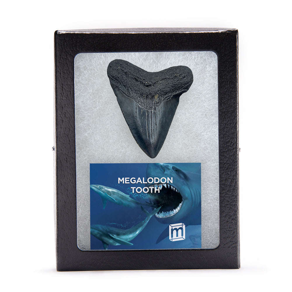 ULTIMATE MEGALODON TOOTH BUYING GUIDE FOR COLLECTORS