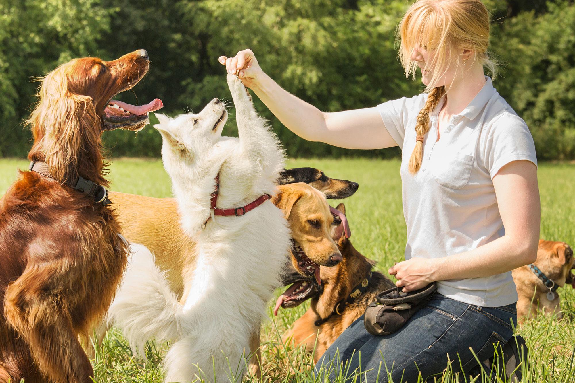 Mastering Scent Work: Fun & Effective Dog Training Tips