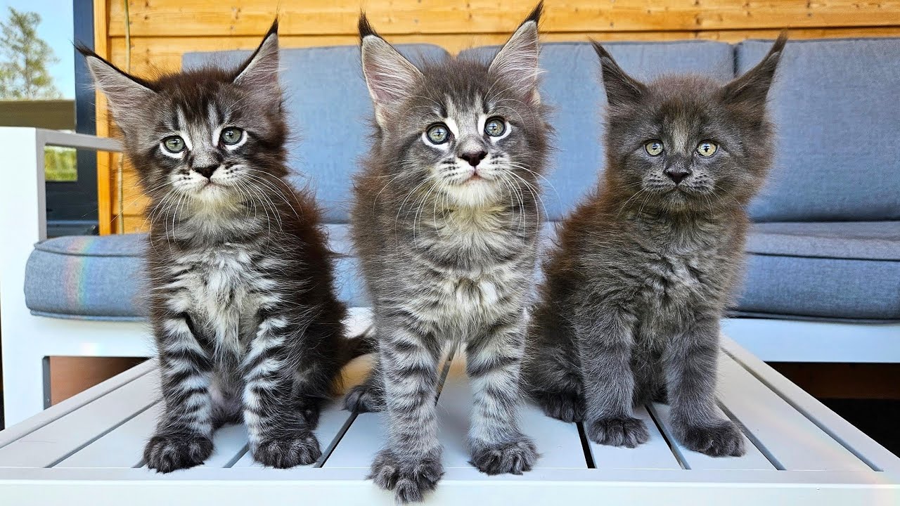 Maine Coon Kittens for Sale in Northern California – Amore Cattery