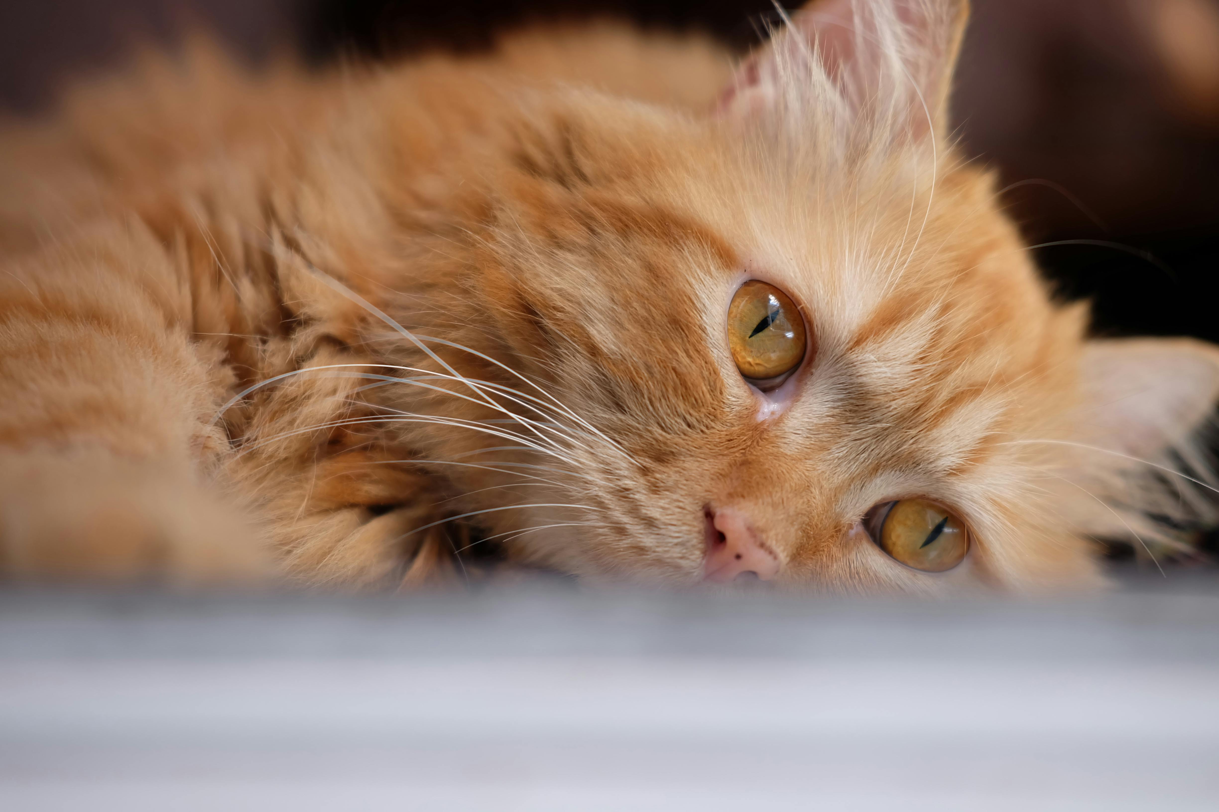 Maine Coon Cats for Sale Sacramento – Visit Our Nearby Cattery
