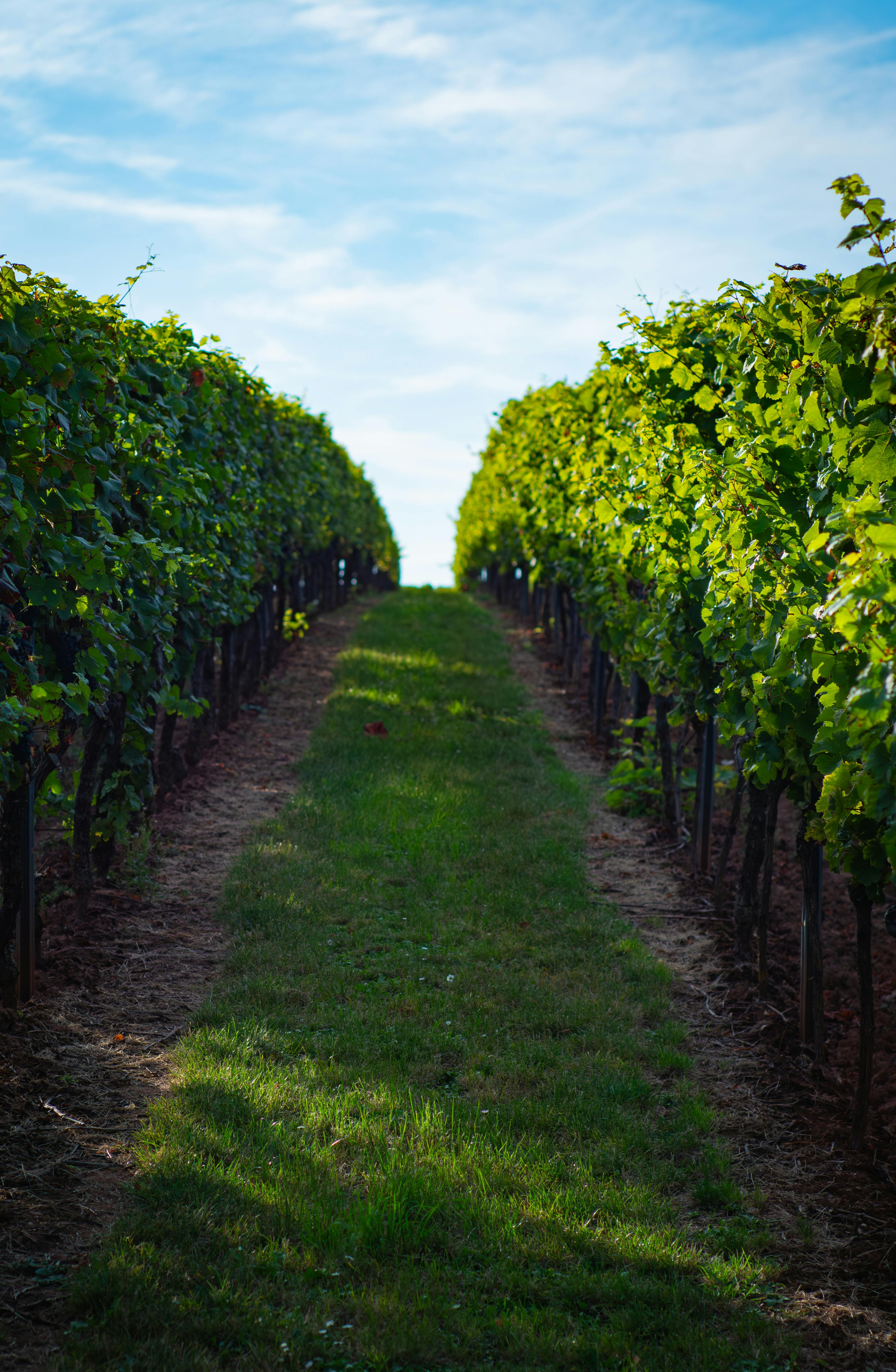 Why Silt Wine Company Is a Top Winery Sacramento Visitors Love