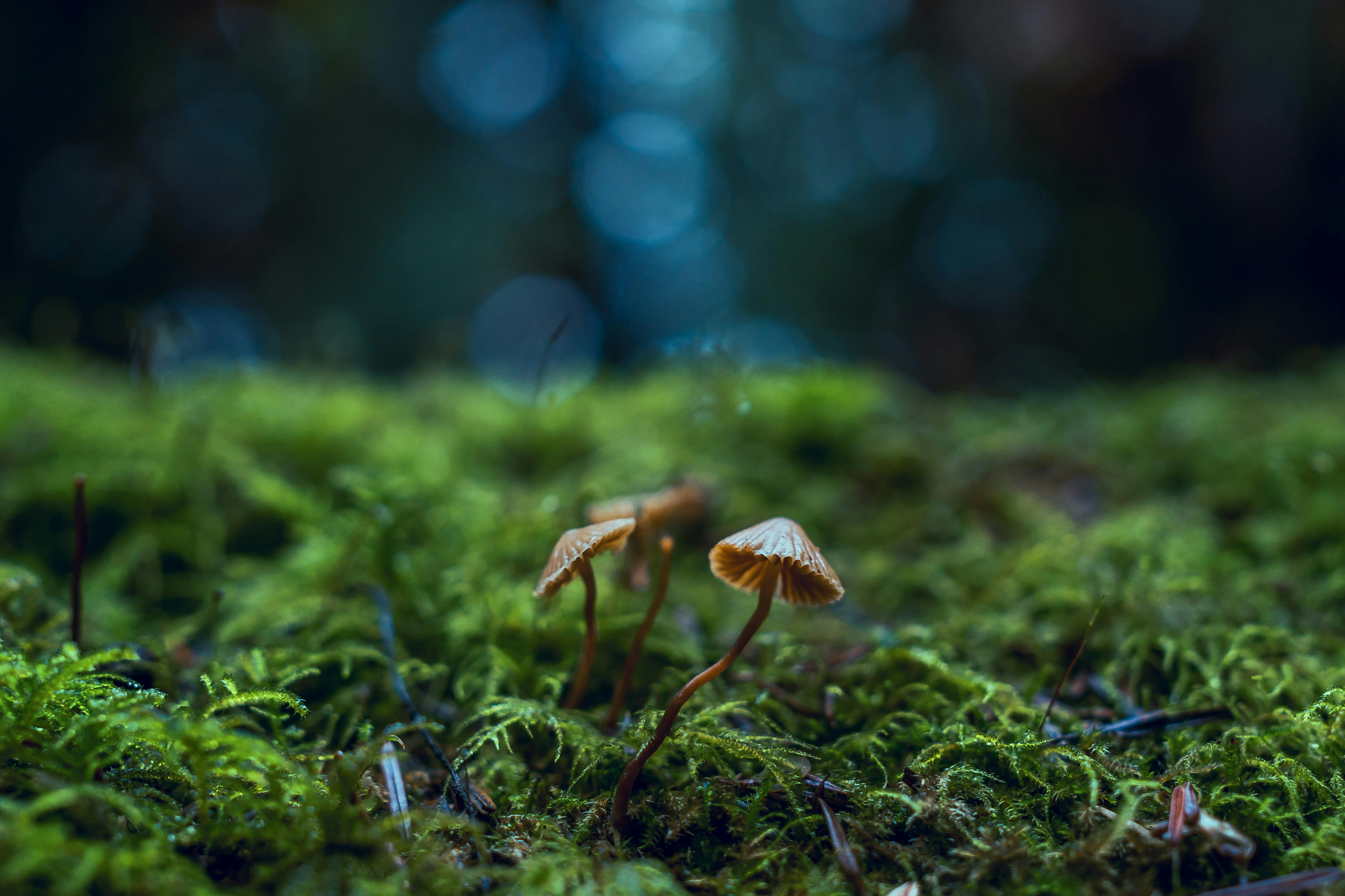 MUSHROOMS IN GLOBAL CUISINE: A TOUR OF FLAVOR TRADITIONS