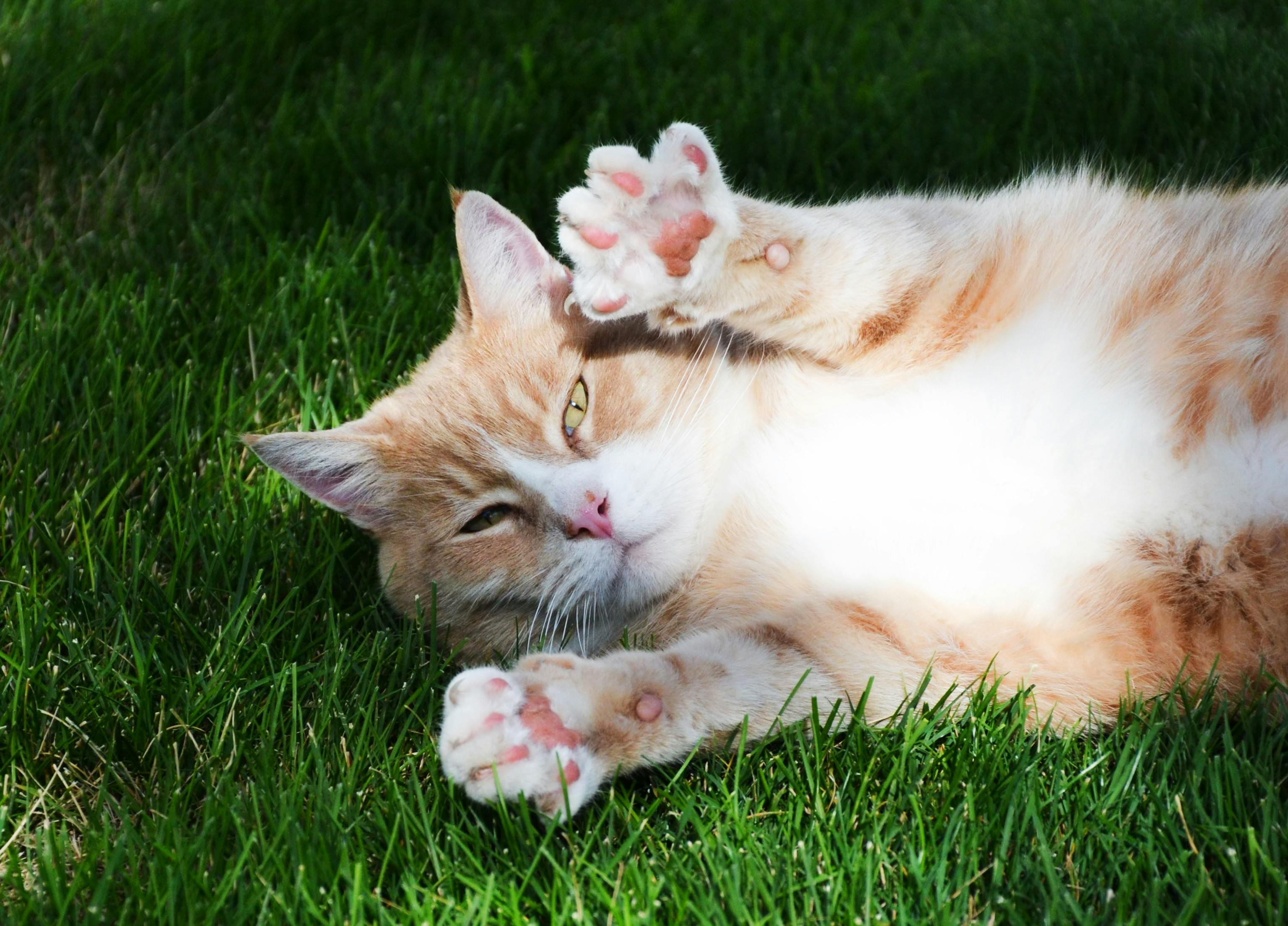 Cute and Cuddly Maine Coon Cats for Sale Sacramento Pet Homes