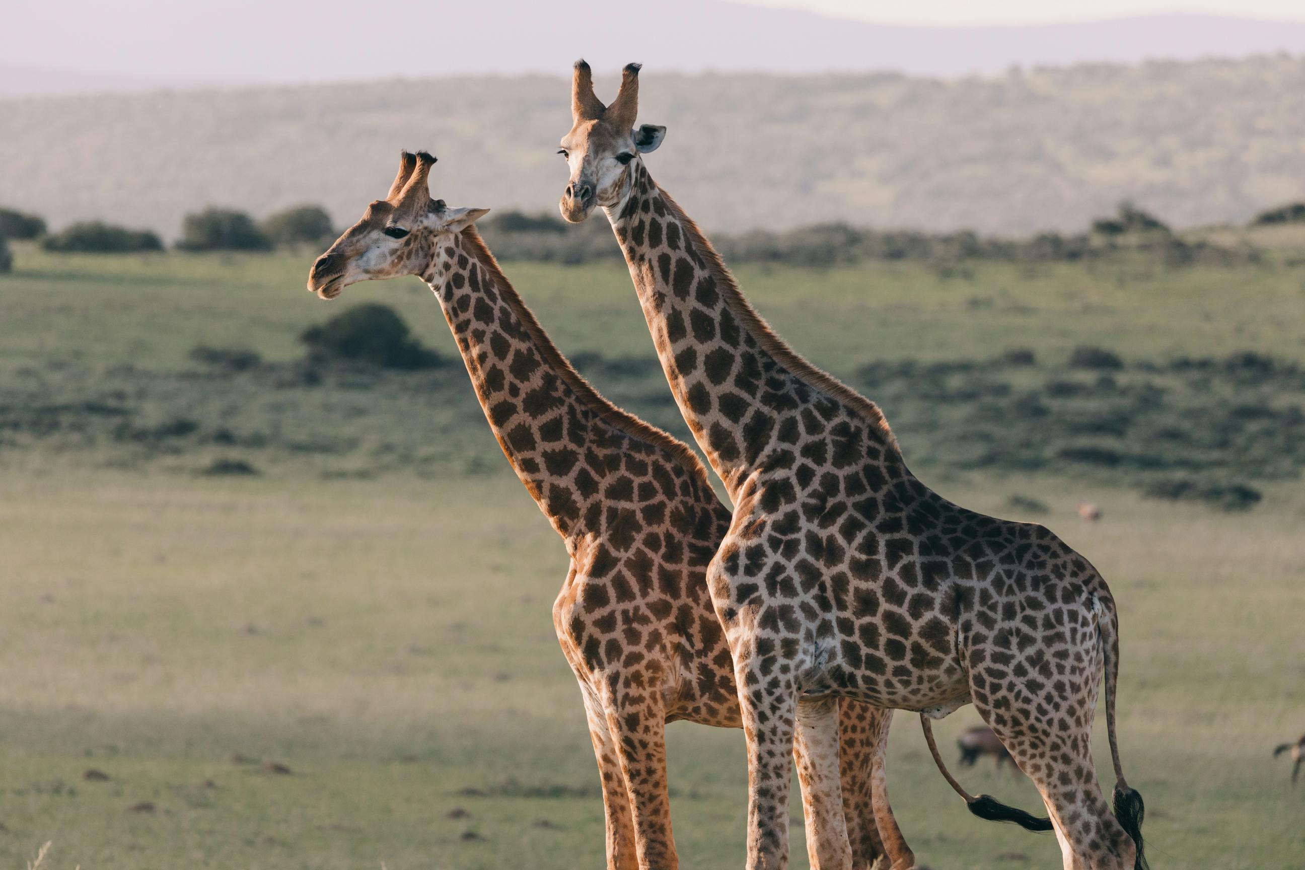 Plan Your Dream Tanzania Safari with Expert Local Guides