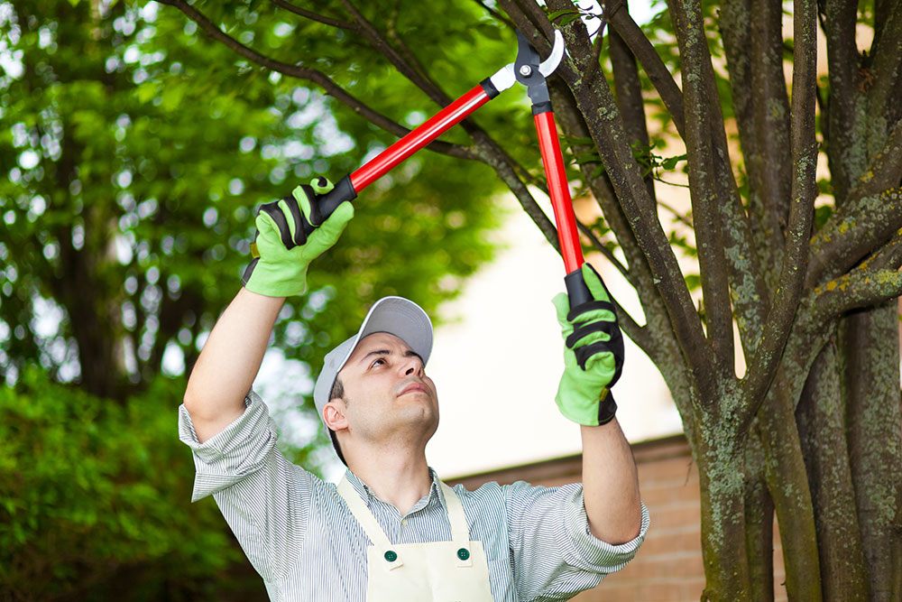 tree-pruning