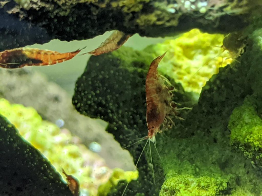 WeChat Image_20200518085049 (1)